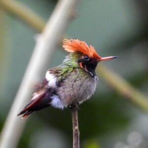 Spangled Coquette 1 - Dana Tours Spangled Coquette, photographed by David Brito