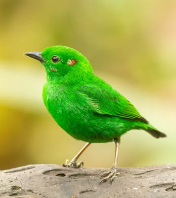 Glistening-green tanager