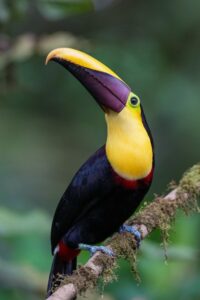 32 Yellow throated Toucan -