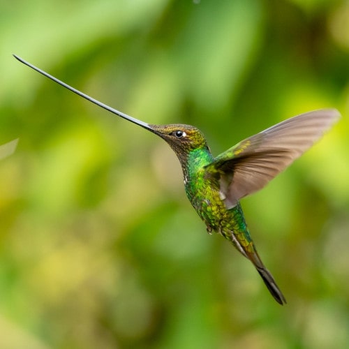 1-Sword-billed-Hummingbird-min.jpg