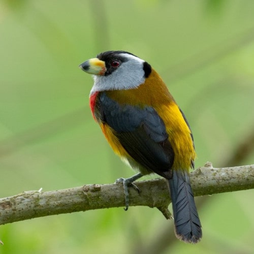 10-Toucan-Barbet-min.jpg