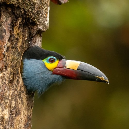 3-Plate-Billed-Mountain-Toucan-min.jpg