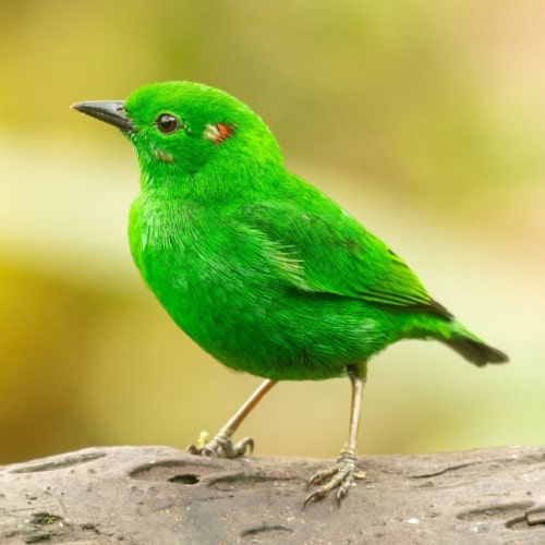 6-glistening-green-tanager-min.jpg