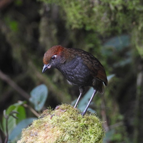Chestnut-naped-Antpitta-@FS-Zuroloma-DSCN7835-min.jpg