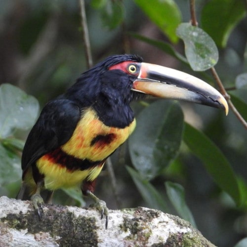 Collared-Aracari-@-FS-Silanche-DSCN6946-min.jpg