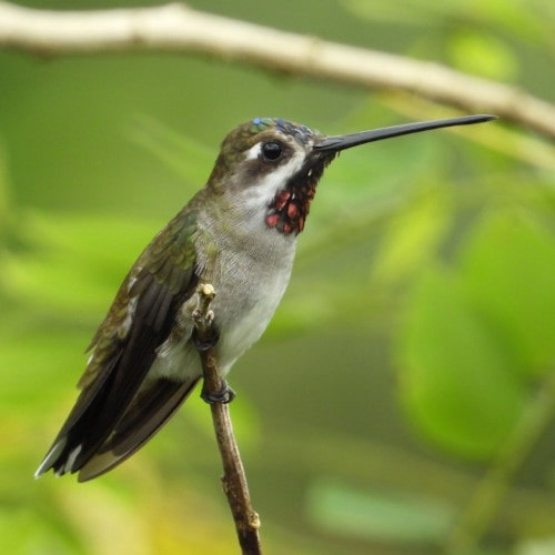 Long-billed-Starthroat-@FS-Frutty-Tour-Reserve-DSCN2687-min.jpg