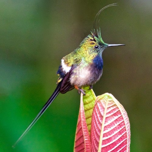 Wire-crested-Thorntail-min.jpg