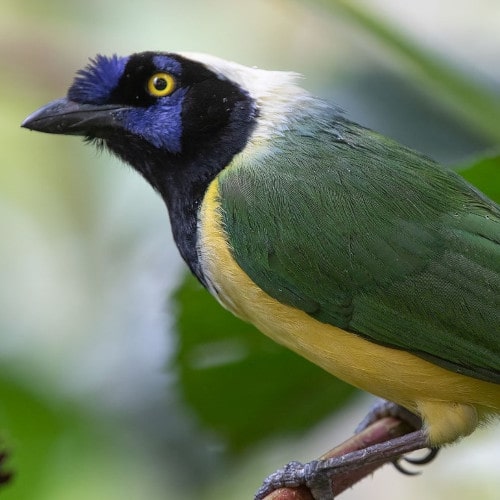 green-jay-min.jpg