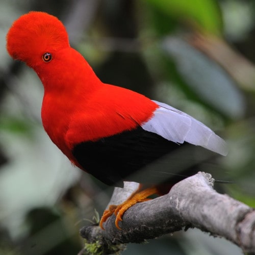 mindo-cock-of-the-rock-1-min.jpg