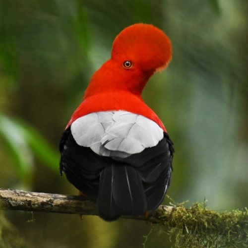 mindo-cock-of-the-rock-2-min.jpg