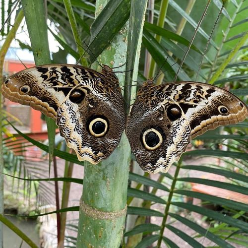 mindo_butterfly.jpg