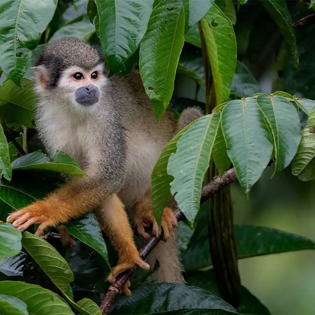 amazon la selva monkey 640 - Dana Tours A squirrel monkey near La Selva (photo: La Selva)