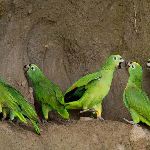 amazon la selva parrots 640 - Dana Tours Parrots at a clay lick near La Selva (photo: La Selva)
