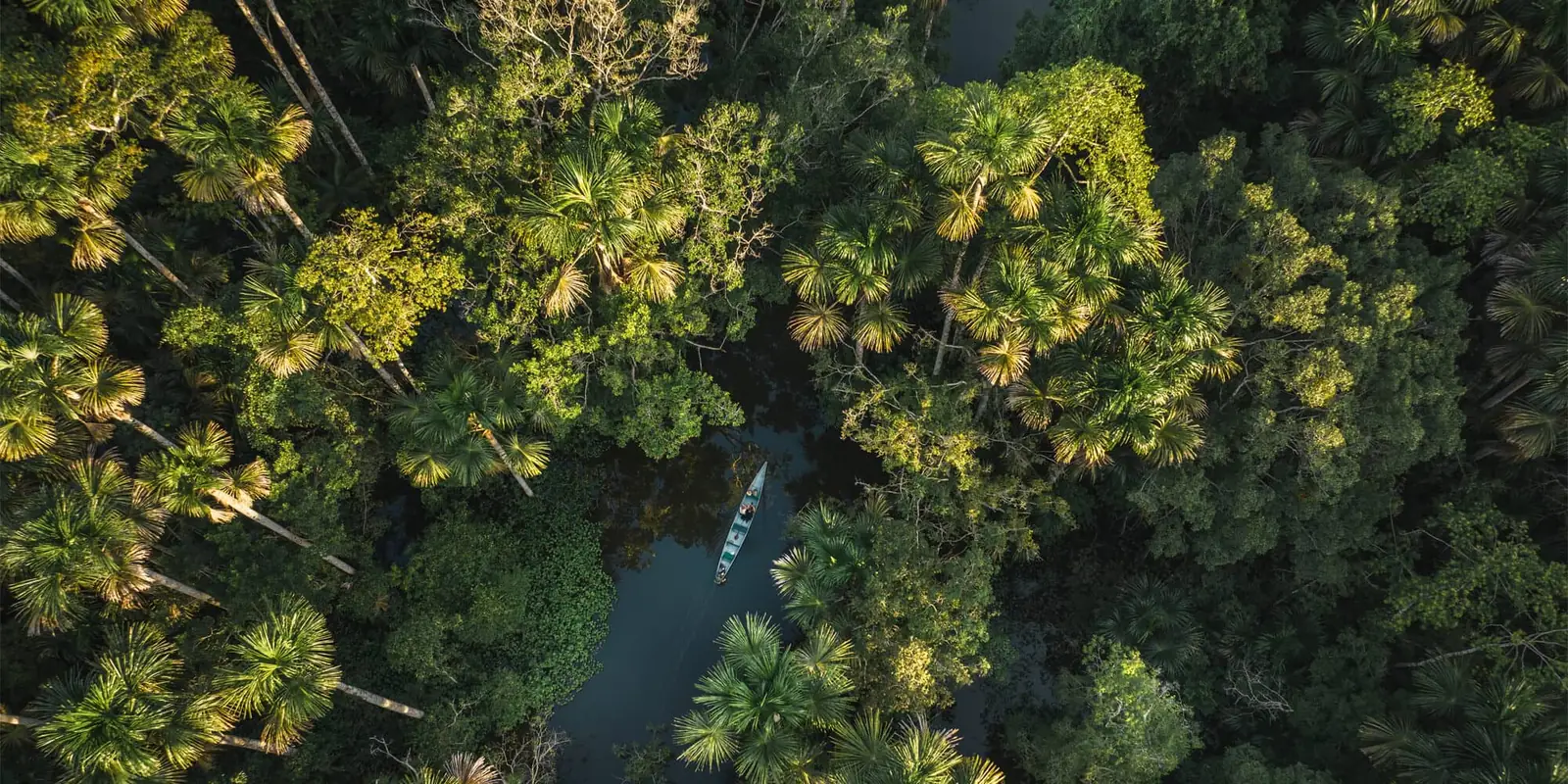 Amazon rainforest canopy