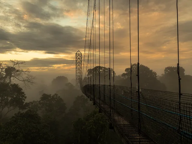 amazon sacha hero 640 - Dana Tours The Sacha Lodge canopy walk above the rainforest at sunrise (photo: Sacha Lodge)