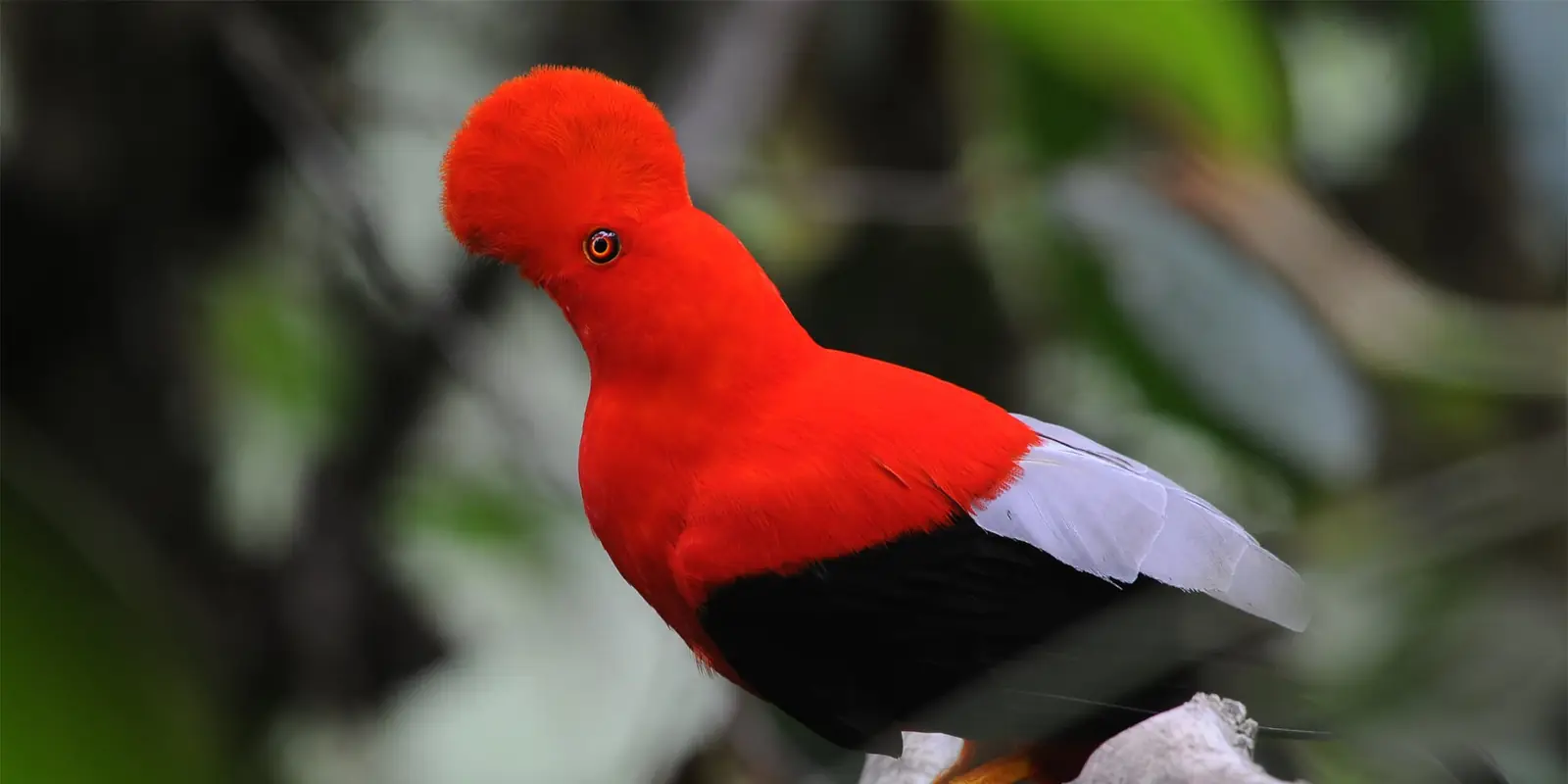 Andean cock-of-the-rock in Mindo Cloud Forest