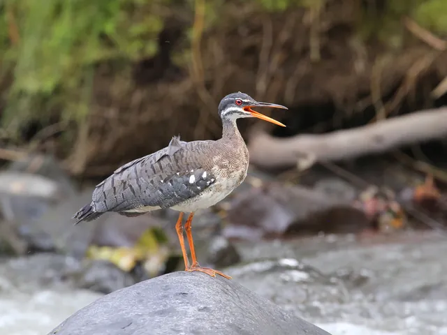 aves 6 dias sunbittern 640 - Dana Tours A Sunbittern calling from a rock in a cloud forest river