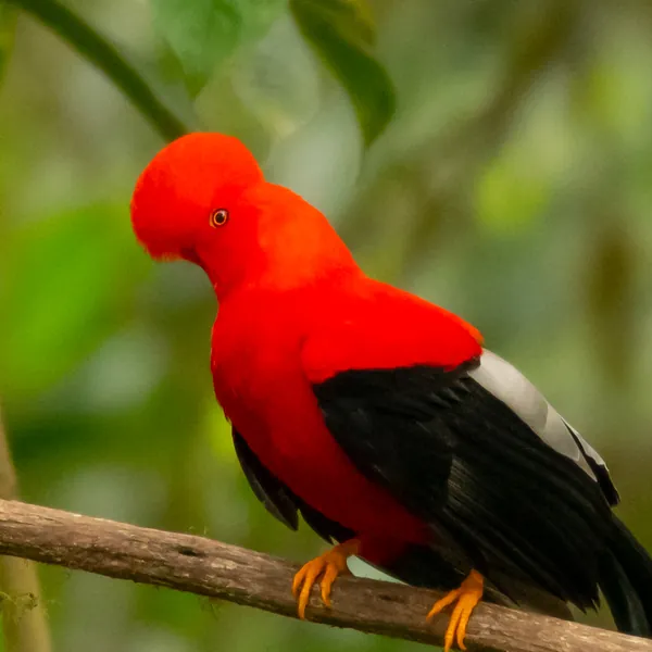 birds mindo andean cock of the rock - Dana Tours Andean Cock-of-the-rock, photographed by David Brito