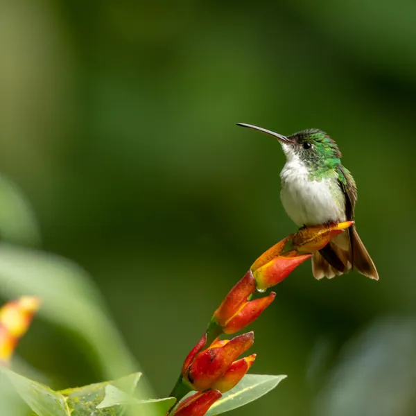 birds mindo andean emerald - Dana Tours Andean Emerald, photographed by David Brito