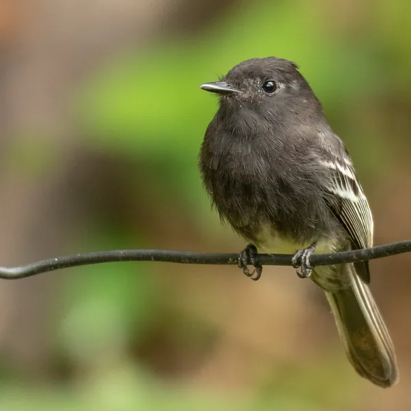 birds mindo black phoebe - Dana Tours Black Phoebe, photographed by David Brito