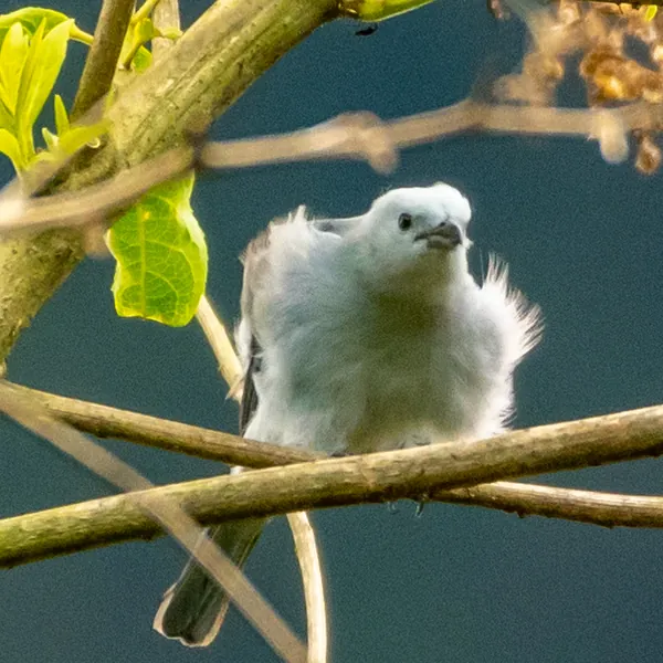 birds mindo blue gray tanager - Dana Tours Blue-gray Tanager, photographed by David Brito