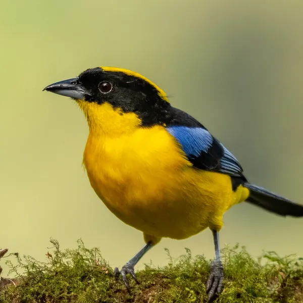 birds mindo blue winged mountain tanager - Dana Tours Blue-winged Mountain-Tanager, photographed by David Brito