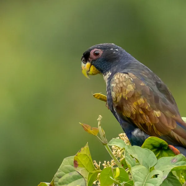 birds mindo bronze winged parrot - Dana Tours Bronze-winged Parrot, photographed by David Brito