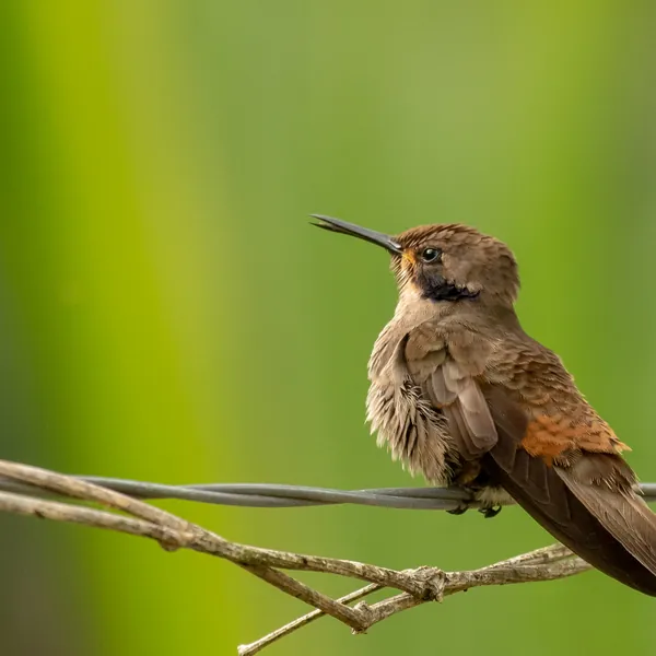 birds mindo brown violetear - Dana Tours Brown Violetear, photographed by David Brito