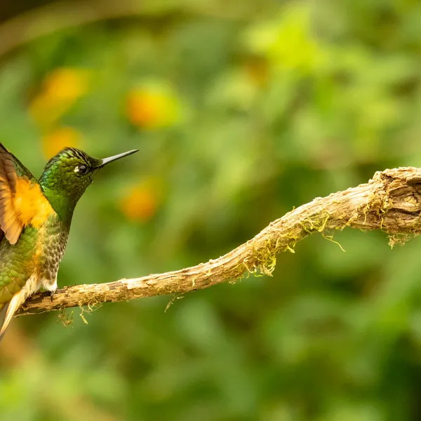 birds mindo buff tailed coronet - Dana Tours Buff-tailed Coronet, photographed by David Brito