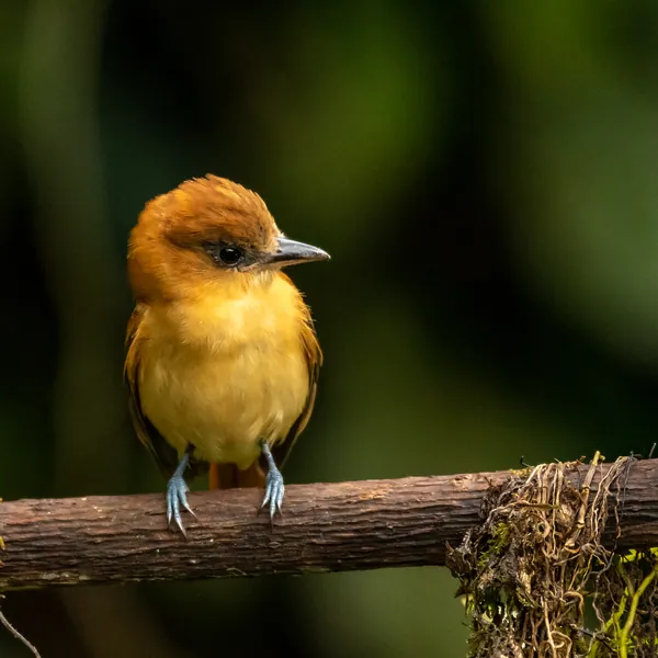 birds mindo cinnamon becard - Dana Tours Cinnamon Becard, photographed by David Brito