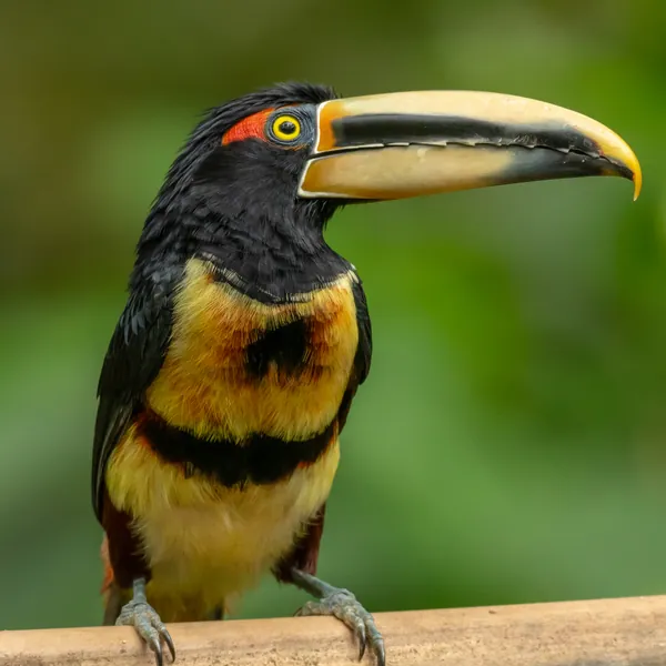 birds mindo collared aracari - Dana Tours Collared Aracari, photographed by David Brito