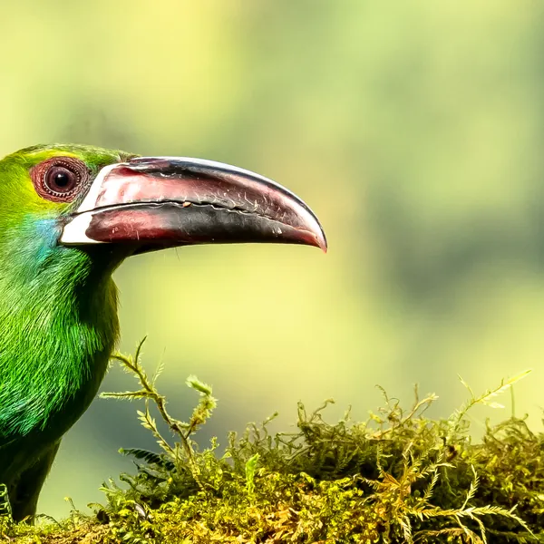 birds mindo crimson rumped toucanet - Dana Tours Crimson-rumped Toucanet, photographed by David Brito