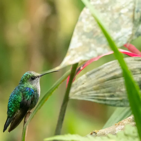 birds mindo crowned woodnymph female - Dana Tours Crowned Woodnymph (female), photographed by David Brito
