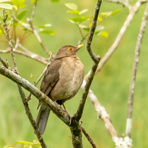 birds mindo ecuadorian thrush - Dana Tours Ecuadorian Thrush, photographed by David Brito