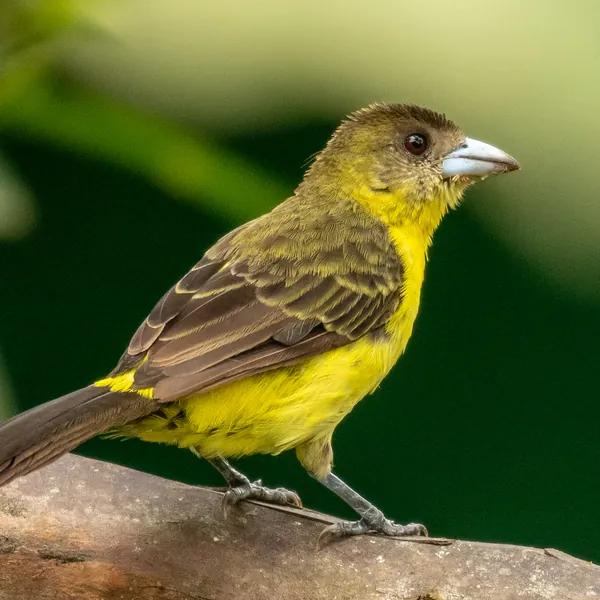 birds mindo flame rumped tanager female - Dana Tours Flame-rumped Tanager (female), photographed by David Brito