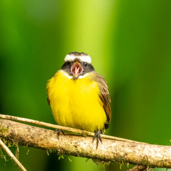 birds mindo flycatcher - Dana Tours Flycatcher, photographed by David Brito