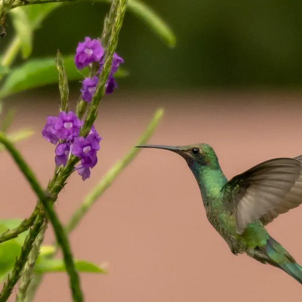 birds mindo lesser violetear - Dana Tours Lesser Violetear, photographed by David Brito