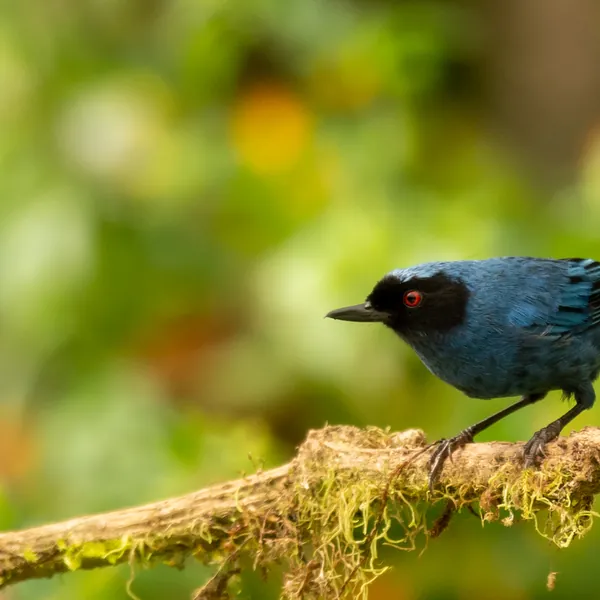 birds mindo masked flowerpiercer - Dana Tours Masked Flowerpiercer, photographed by David Brito