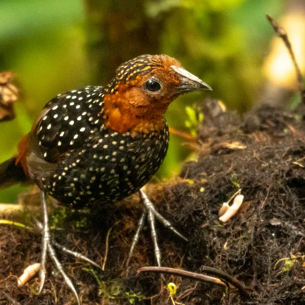 birds mindo ocellated tapaculo - Dana Tours Ocellated Tapaculo, photographed by David Brito
