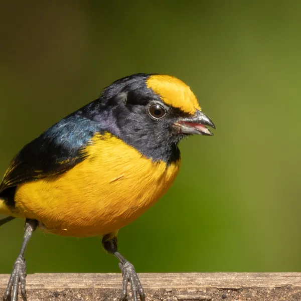 birds mindo orange bellied euphonia - Dana Tours Orange-bellied Euphonia, photographed by David Brito
