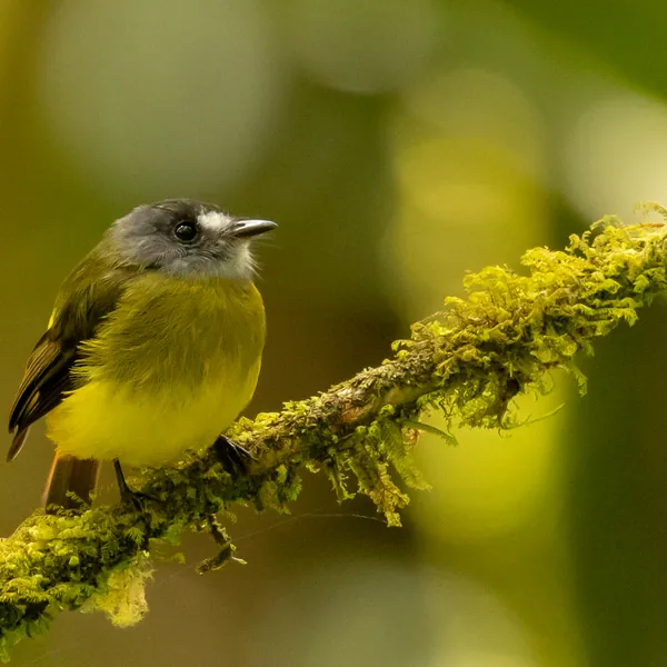 birds mindo ornate flycatcher - Dana Tours Ornate Flycatcher, photographed by David Brito