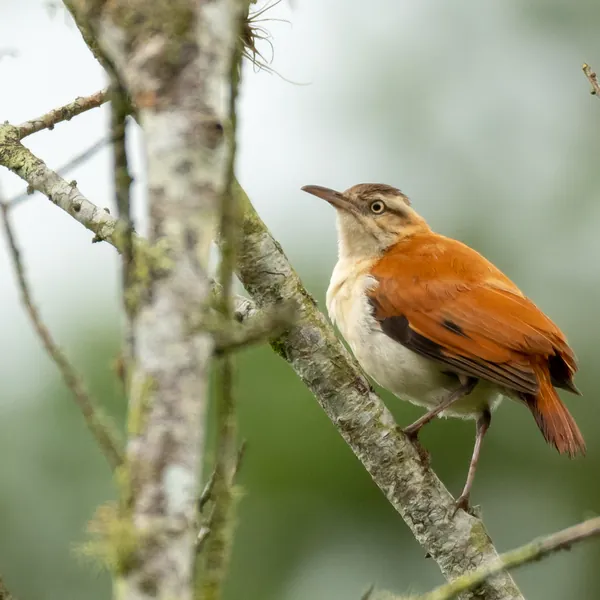 birds mindo pacific hornero - Dana Tours Pacific Hornero, photographed by David Brito