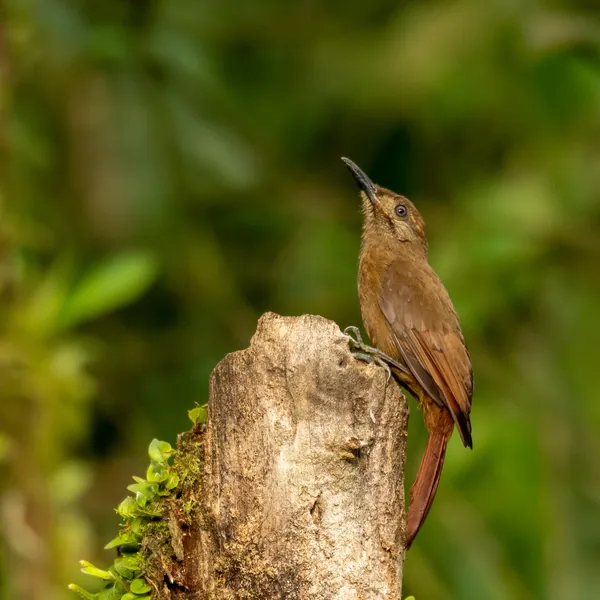 birds mindo plain brown woodcreeper - Dana Tours Plain-brown Woodcreeper, photographed by David Brito