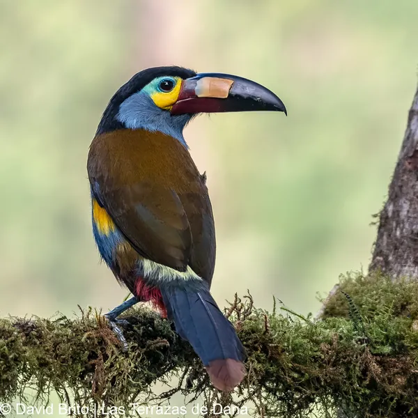 birds mindo plate billed mountain toucan - Dana Tours Plate-billed Mountain-Toucan, photographed by David Brito