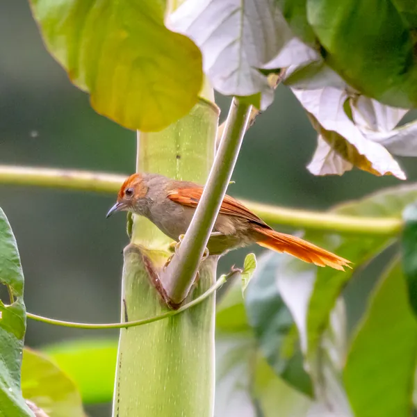 birds mindo red faced spinetail - Dana Tours Red-faced Spinetail, photographed by David Brito