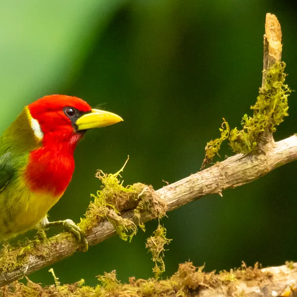 birds mindo red headed barbet - Dana Tours Red-headed Barbet, photographed by David Brito