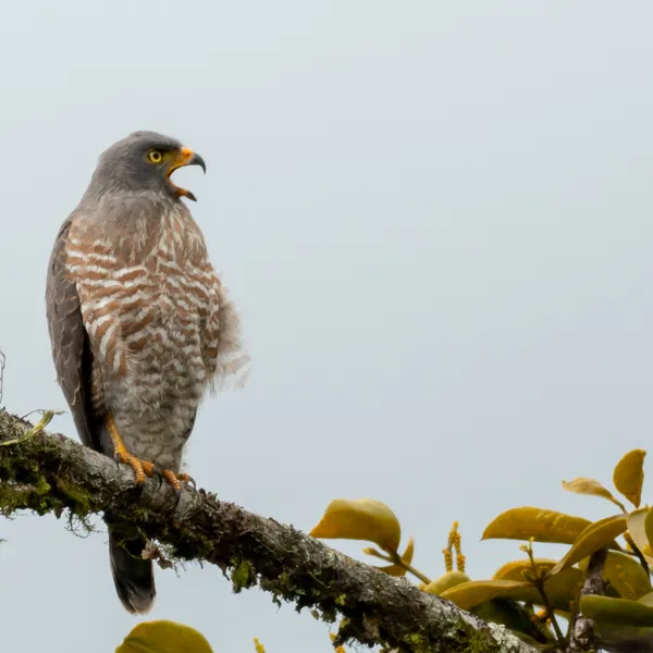 birds mindo roadside hawk juvenile - Dana Tours Roadside Hawk (juvenile), photographed by David Brito