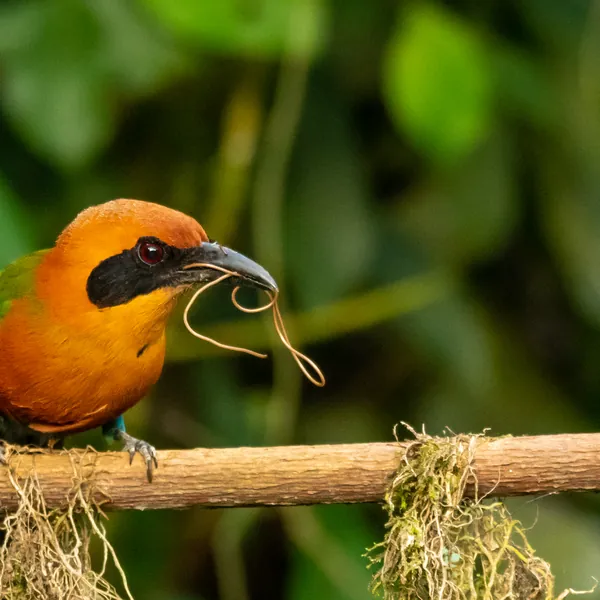 birds mindo rufous motmot - Dana Tours Rufous Motmot, photographed by David Brito
