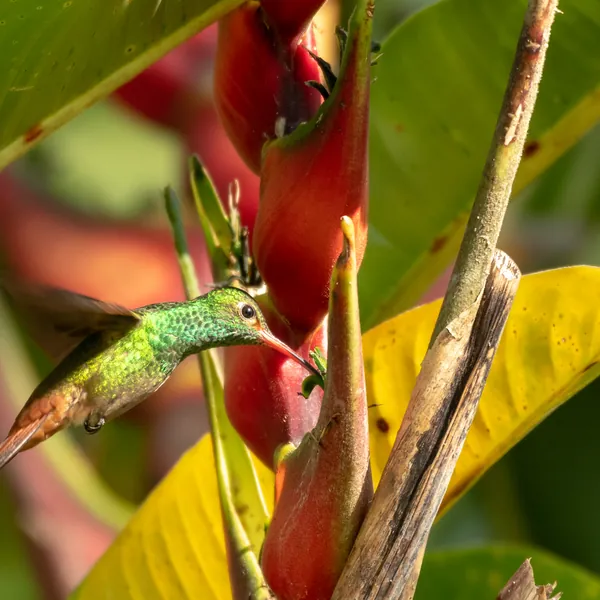 birds mindo rufous tailed hummingbird - Dana Tours Rufous-tailed Hummingbird, photographed by David Brito