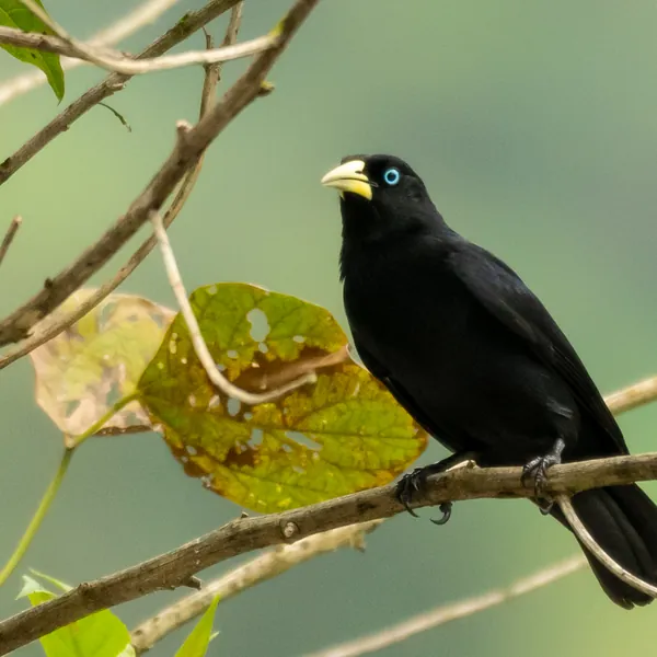 birds mindo scarlet rumped cacique - Dana Tours Scarlet-rumped Cacique, photographed by David Brito
